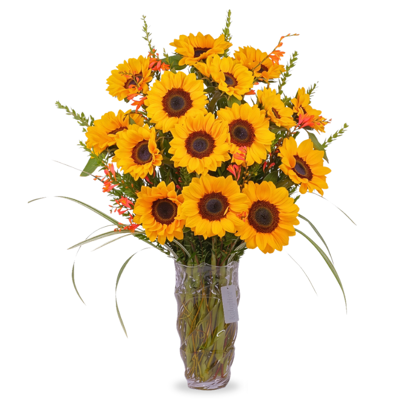 Alessia Vase with 15 Sunflowers