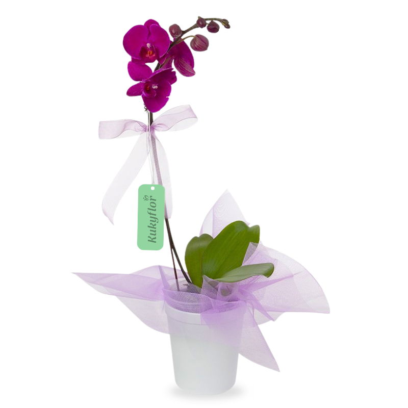 Planta de Orquidea 1 Vara Regalo