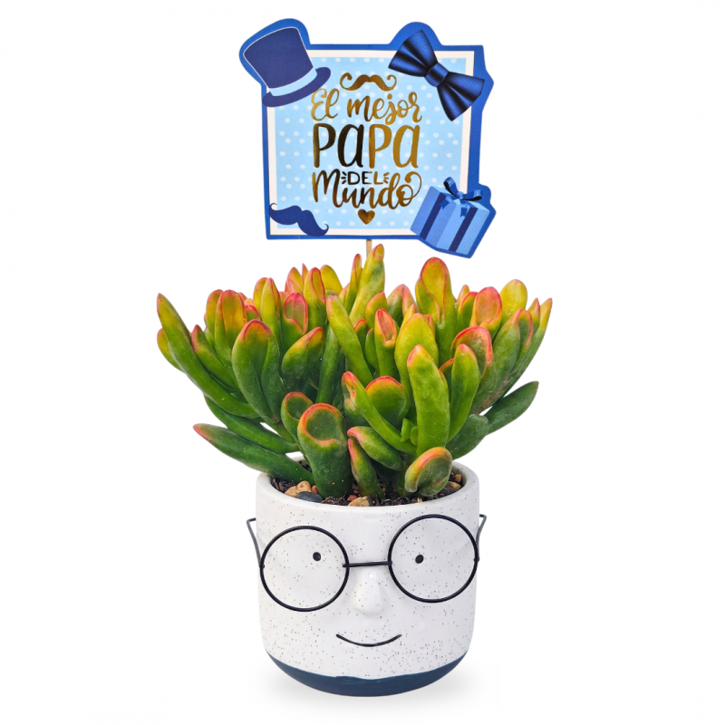 Succulent Crassula Papa
