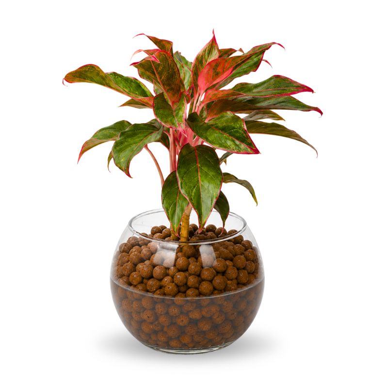 Aglaonema Siam Aurora en pecera