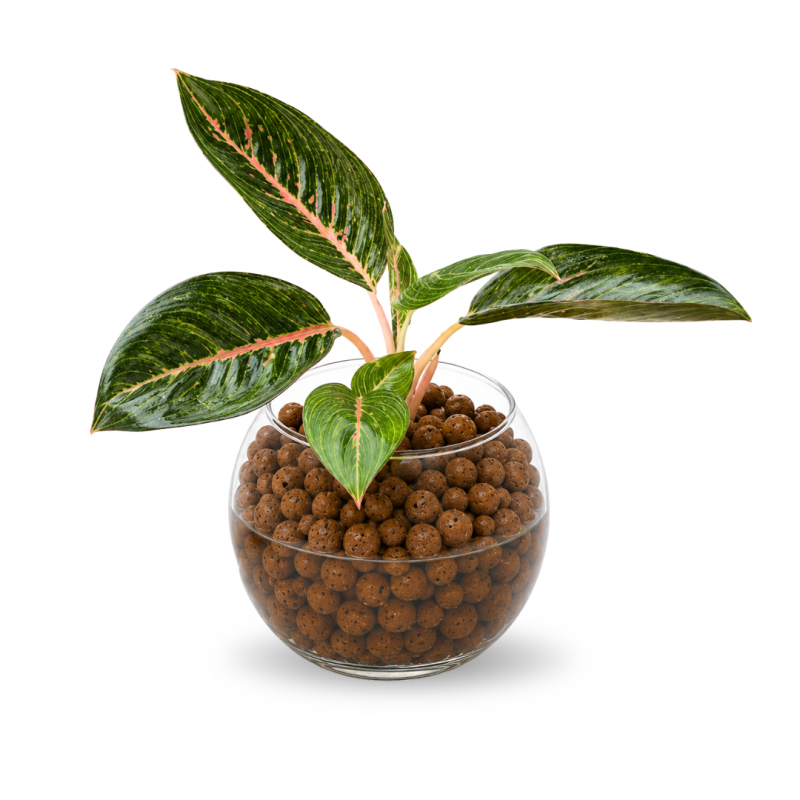 aglaonema prestige en pecera