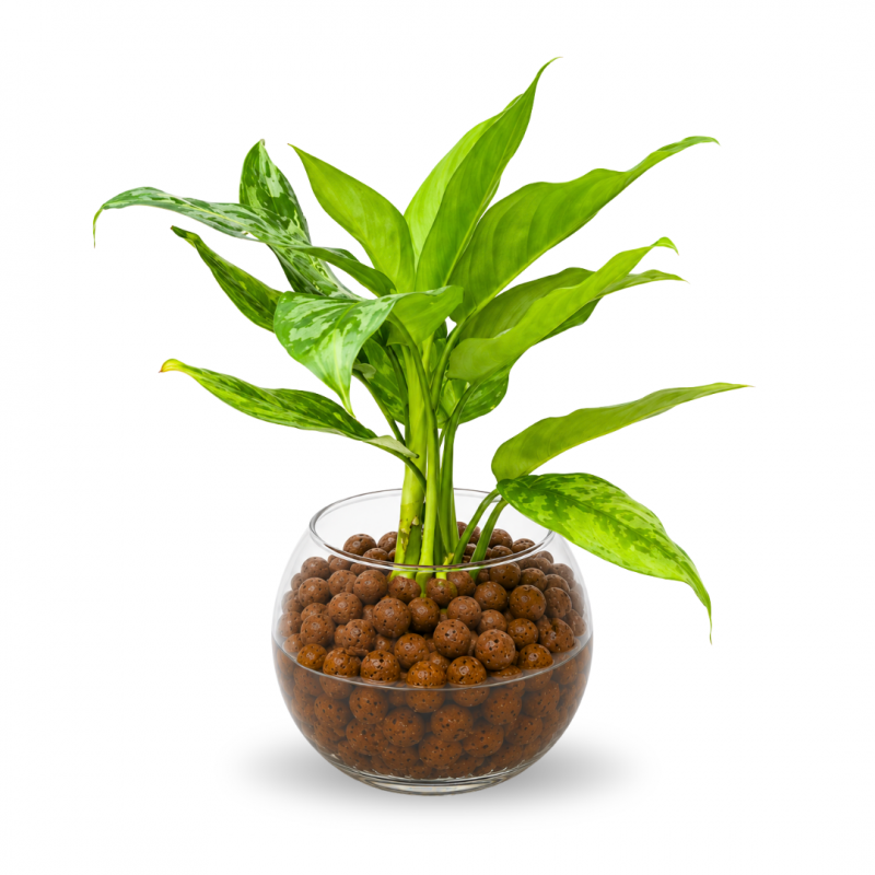 copy of AGLAONEMA SIAM AURORA EN PECERA DE CRISTAL