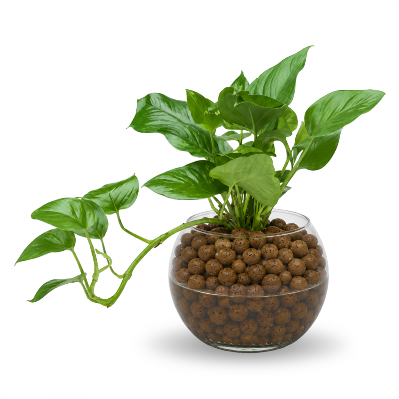 copy of AGLAONEMA SIAM AURORA EN PECERA DE CRISTAL