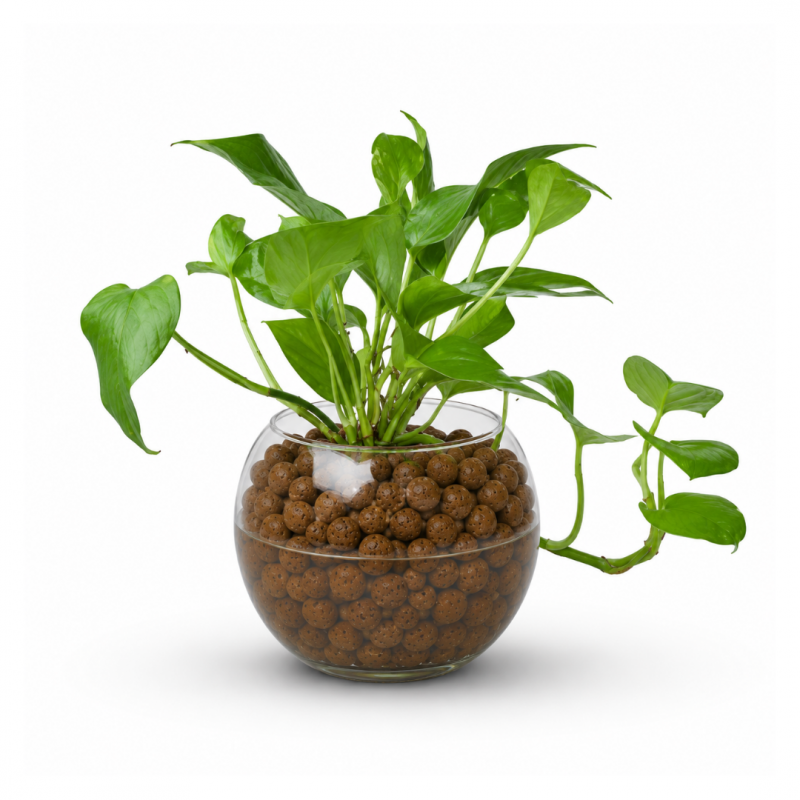 copy of AGLAONEMA SIAM AURORA EN PECERA DE CRISTAL
