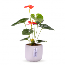 Planta de Anturio en maceta