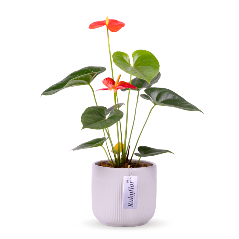 Planta de Anturio en maceta