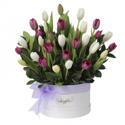 Box of 30 white and purple tulips