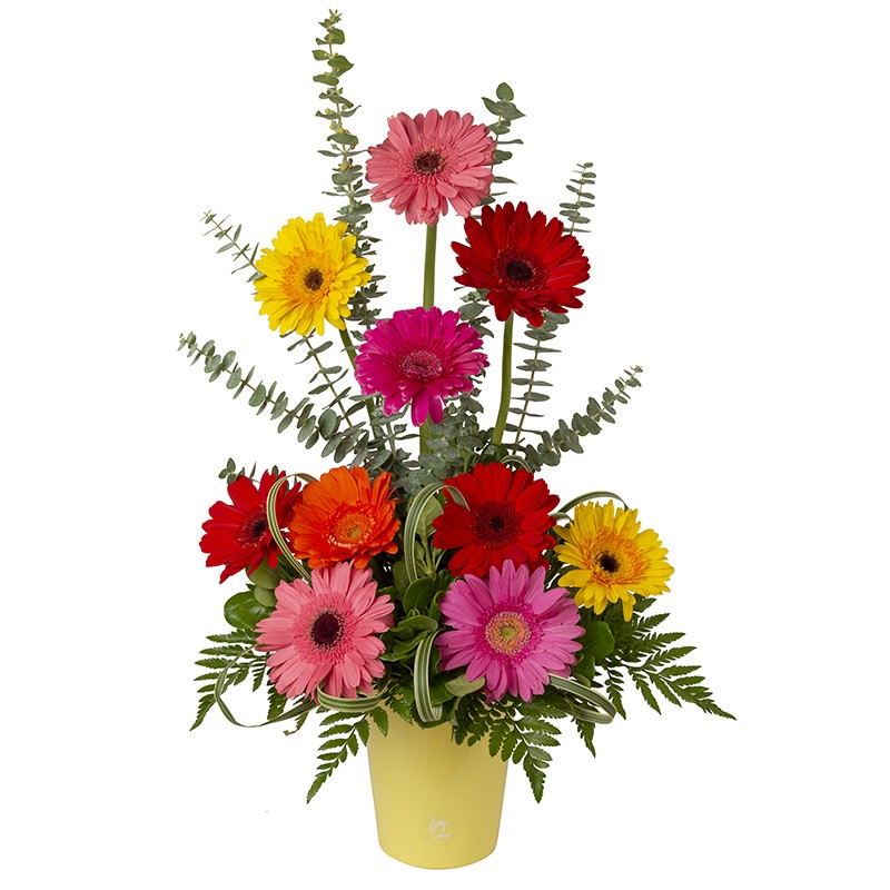 Arrangement with 10 Multicolored Gerberas in Ceramic Base