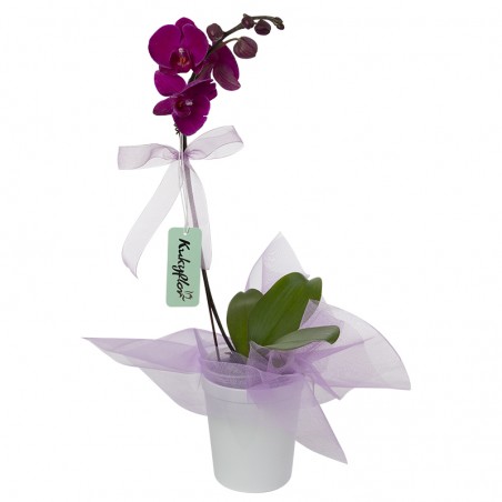 Ceramic Base Orchid Plant