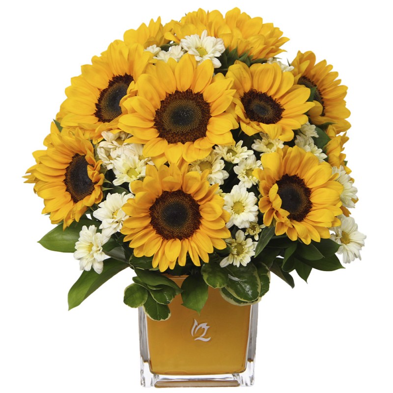 Arrangement of 12 sunflowers with daisies