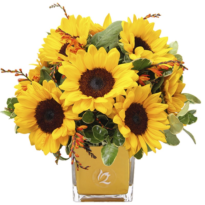 Arrangement of 10 sunflowers in a glass cube