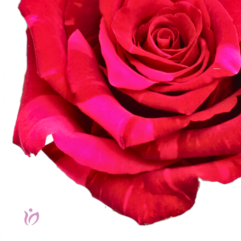 Rosas Rojas y Fucsia | Envío Lima y Callao | Kukyflor