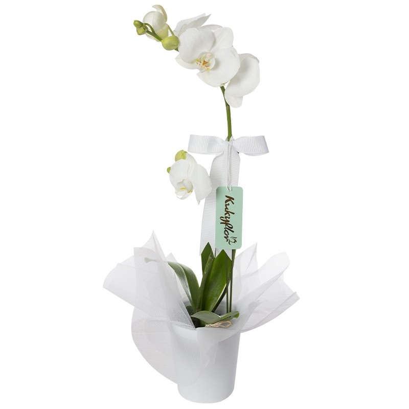 Ceramic base orchid plant