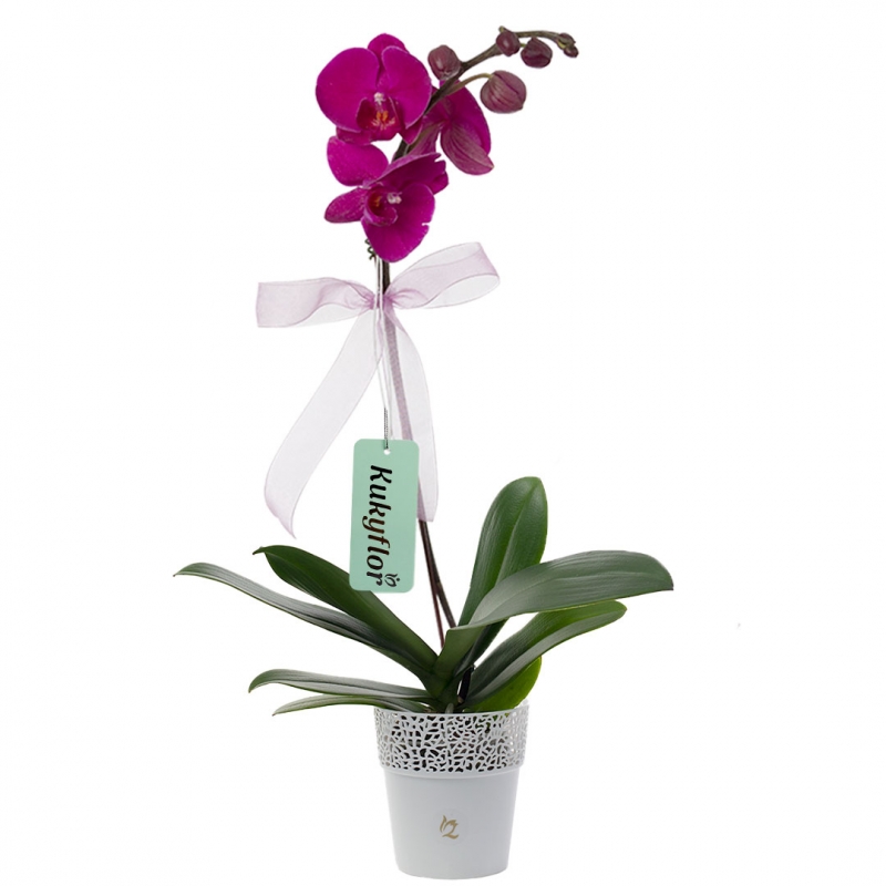 Orchid Plant