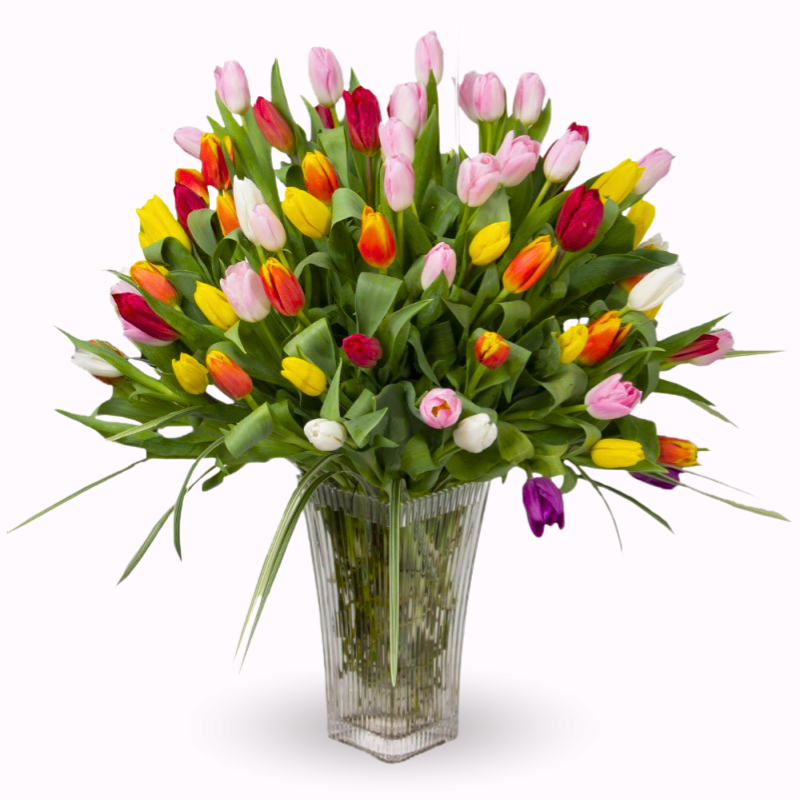 Florero de 100 tulipanes Multicolor