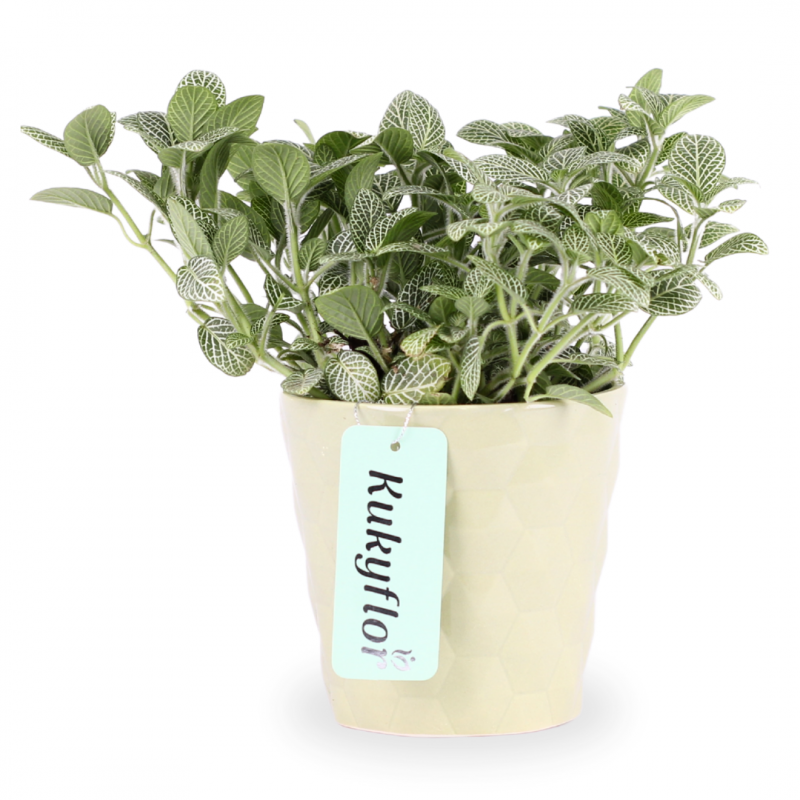 Planta de Fittonia Blanca D