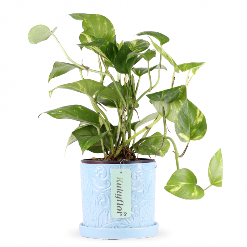 Planta de Boa Brasilera (Epipremnum aureum) D