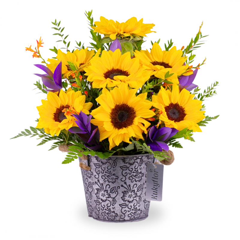 7 Sunflowers in a Cultivated Planter