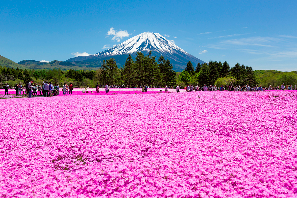 Kukyflor | Top 8: Los campos de flores más espectaculares del mundo