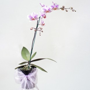 Planta de orquídea.