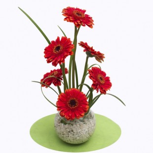 pecera con 6 mini gerberas.