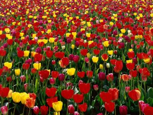 Ramo de tulipanes de colores.