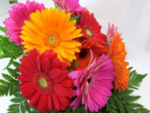 Hermosas gerberas de colores vivos