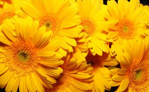 flores-gerberas-amarillas-pétalos