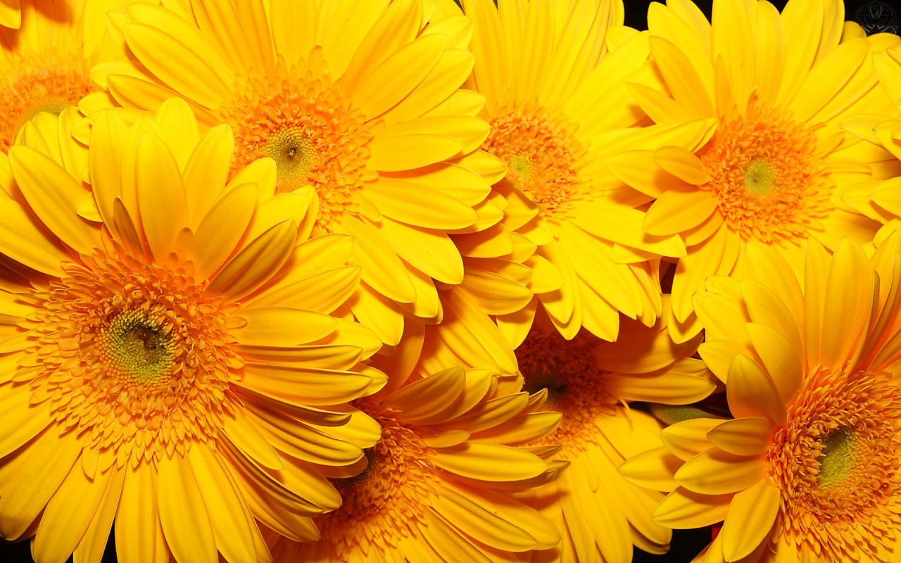 Kukyflor Fiestas Temáticas Año Nuevo con Flores Amarillas