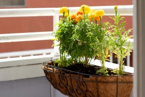 flores-maceta-cantero-balcon-sala