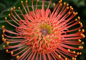 Leucospermum-leucospermia-flor-africana