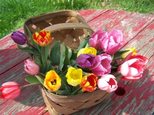 canasta-tulipanes-colores-flores-decoracion