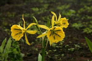 flor-de-amancae-amancay-pachamac-Peru-Lima