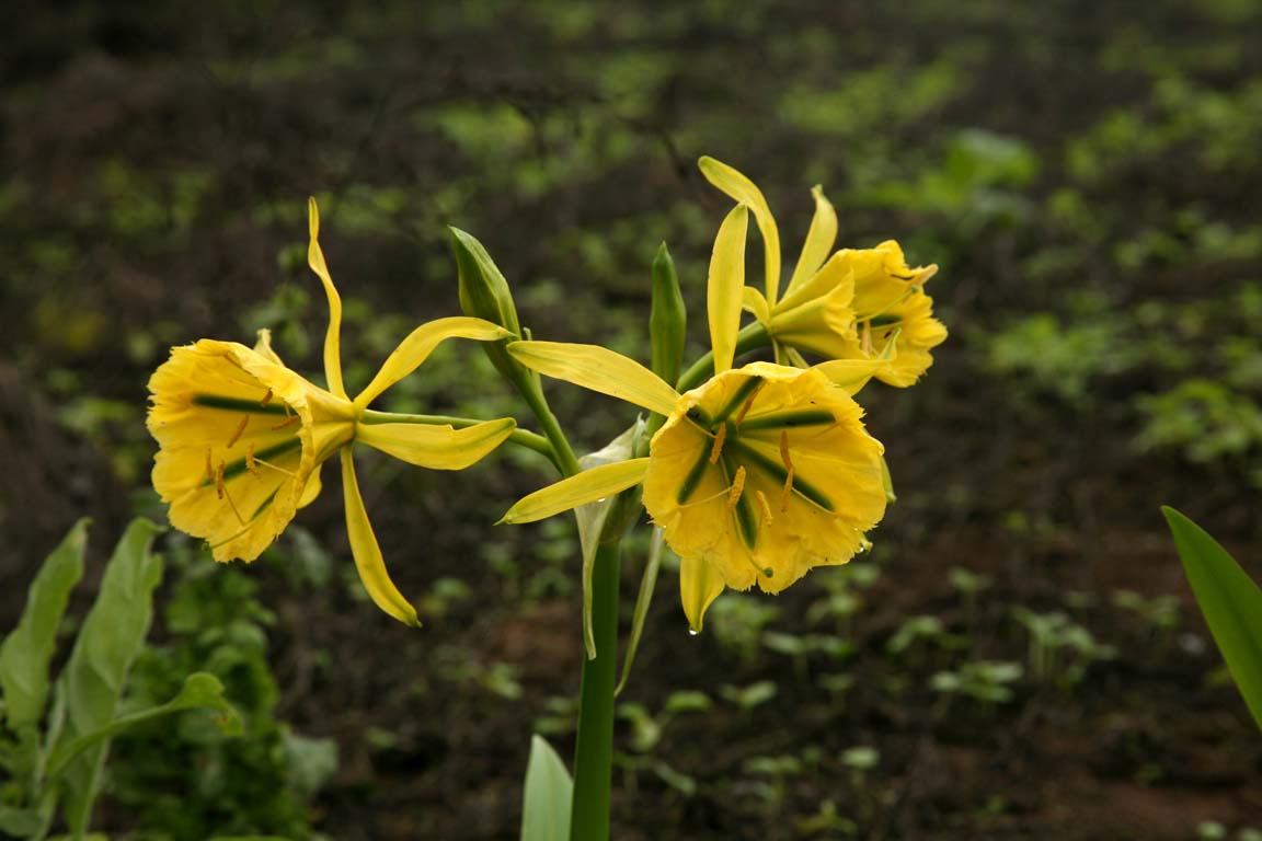 flor-de-amancae-amancay-pachamac-Peru-Li