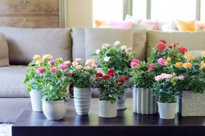 rosas-macetas-decoracion-interior-cuidado-de-plantas
