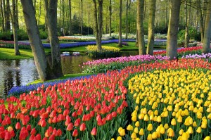 Jardines-Keukenhof-Paises-Bajos-Holanda