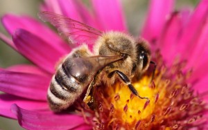 abeja-flor-polen-polinizacion-insectos