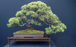 Qué es un bonsai