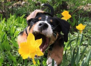 perro-cachorro-flores-jardín