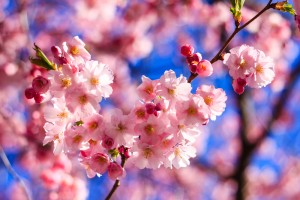 Pink Sakura flower blooming