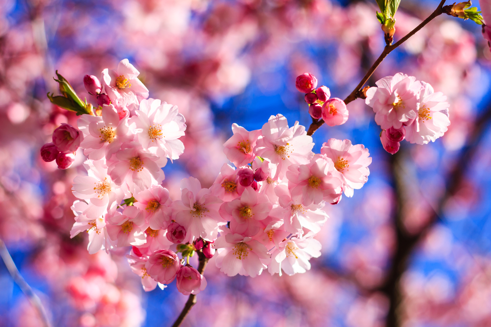 Flor de cerezo