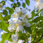 Flores bonitas en un día de primavera