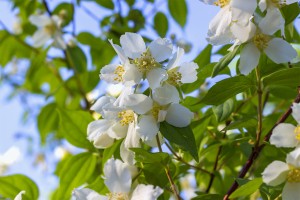 Flores bonitas en un día de primavera