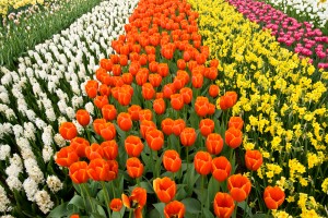 a field of colorful tulips, hyacinths and dafodils