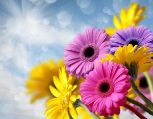 bouquet of gerberas