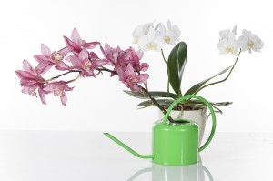 Beautiful orchids over white background