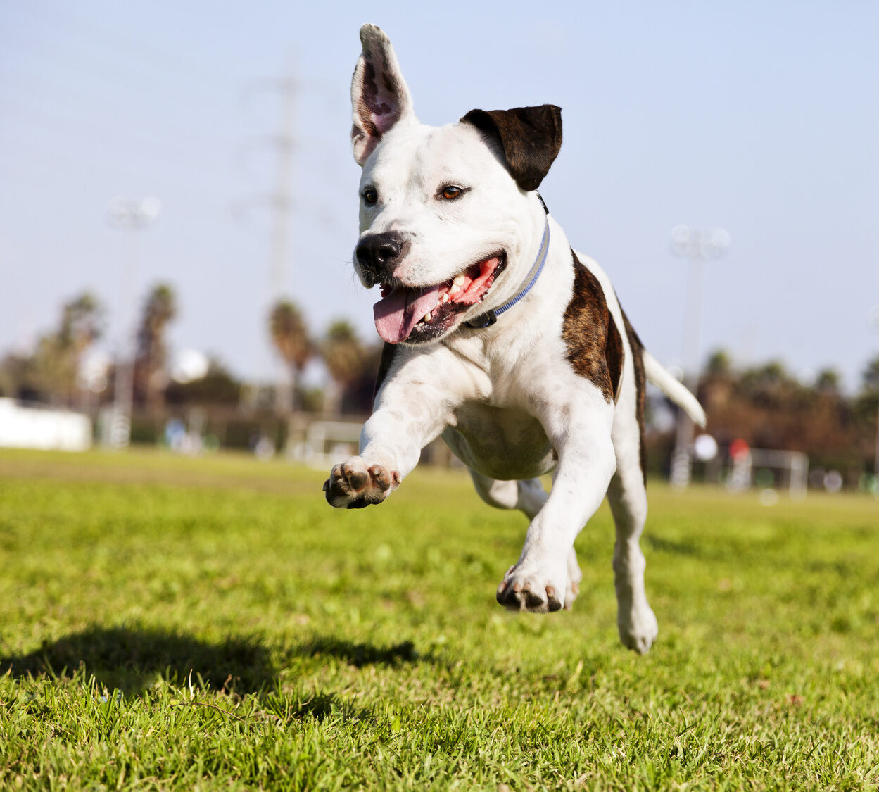 Perro blanco con manchas marrones saltando en el césped.