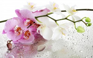 orchid_drops_petals_with_love_nature_1920x1200_hd-wallpaper-1785590