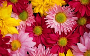 Brightly-colored-chrysanthemums_1920x1200