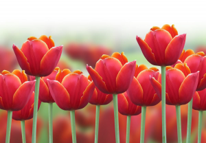quadro-tulipani-rossi_pid_696_1_zoom